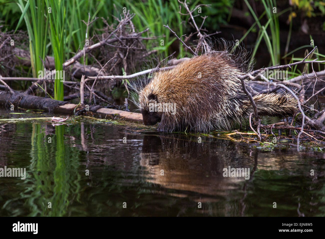 Urson am Fluss Flambeau Stockfoto