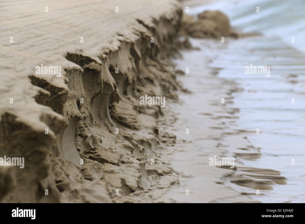 Neuseeland Seelöwe, Hooker Seelöwen am Strand Sand, Saurat Bay Neuseeland erodieren Stockfoto