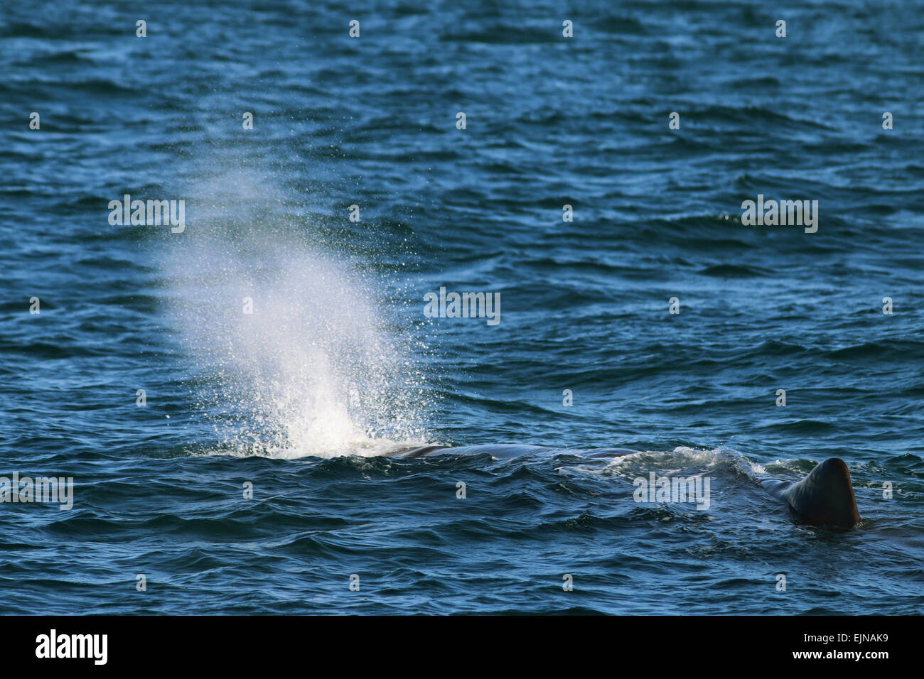 Pottwal Kaikoura Küste Neuseeland Stockfoto