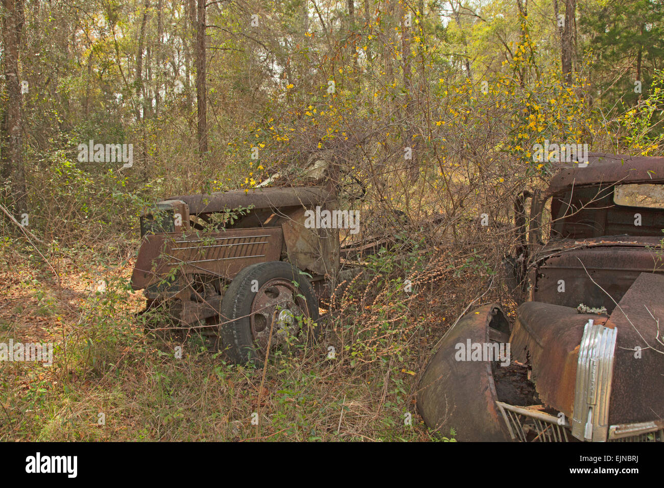 Auto-Friedhof in Florida. Mehrere alte, nicht mehr existierenden und rostige Autos haben ordentlich beiseite gesetzt worden, mit Ehre zu verfallen. Stockfoto