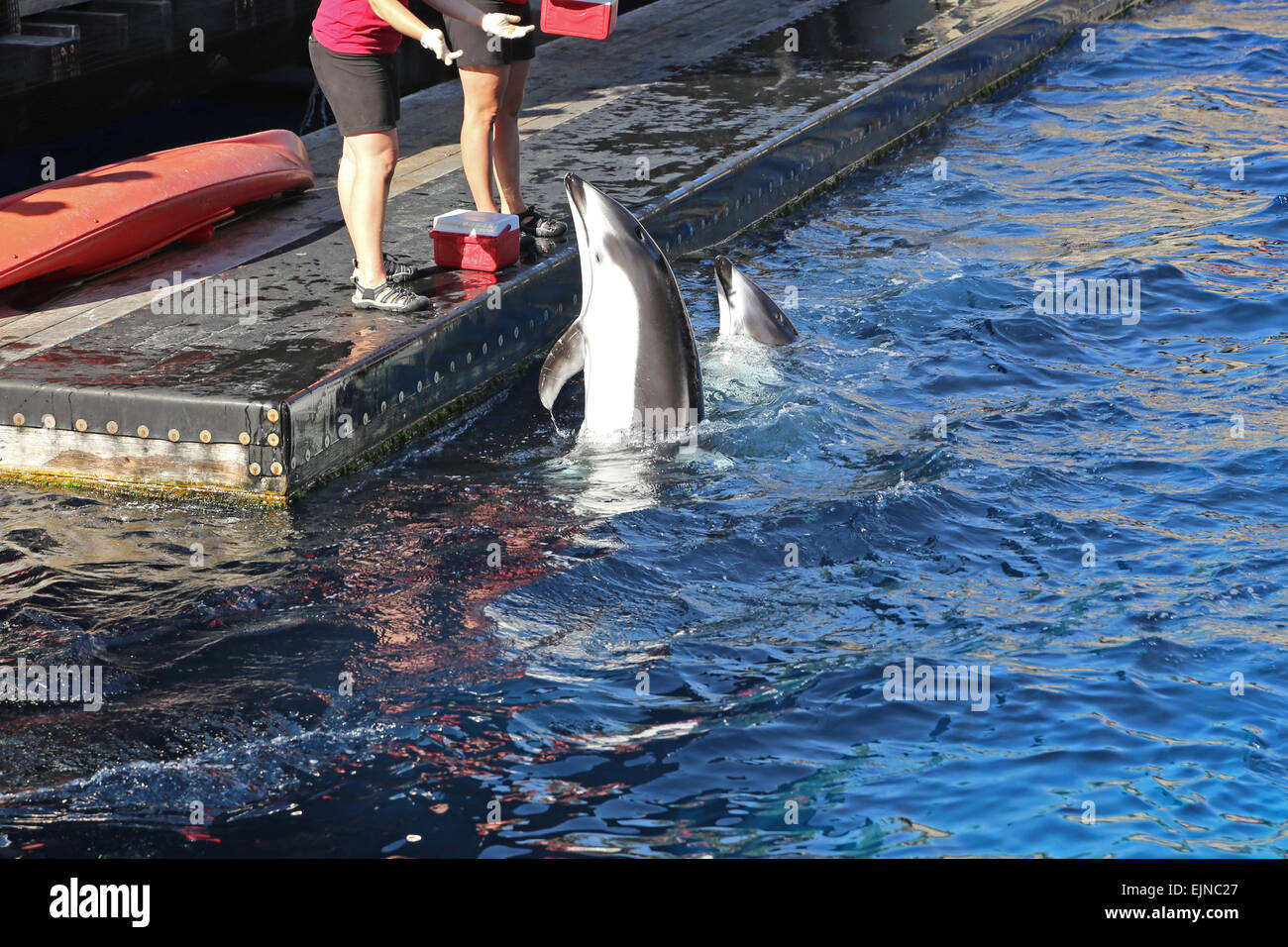 Leute Essen für Dolphin füttern Stockfoto