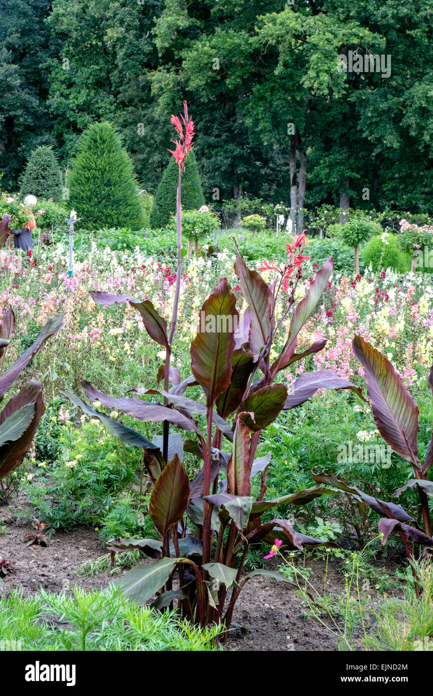 Cannas garden Fotos und Bildmaterial in hoher Auflösung Alamy