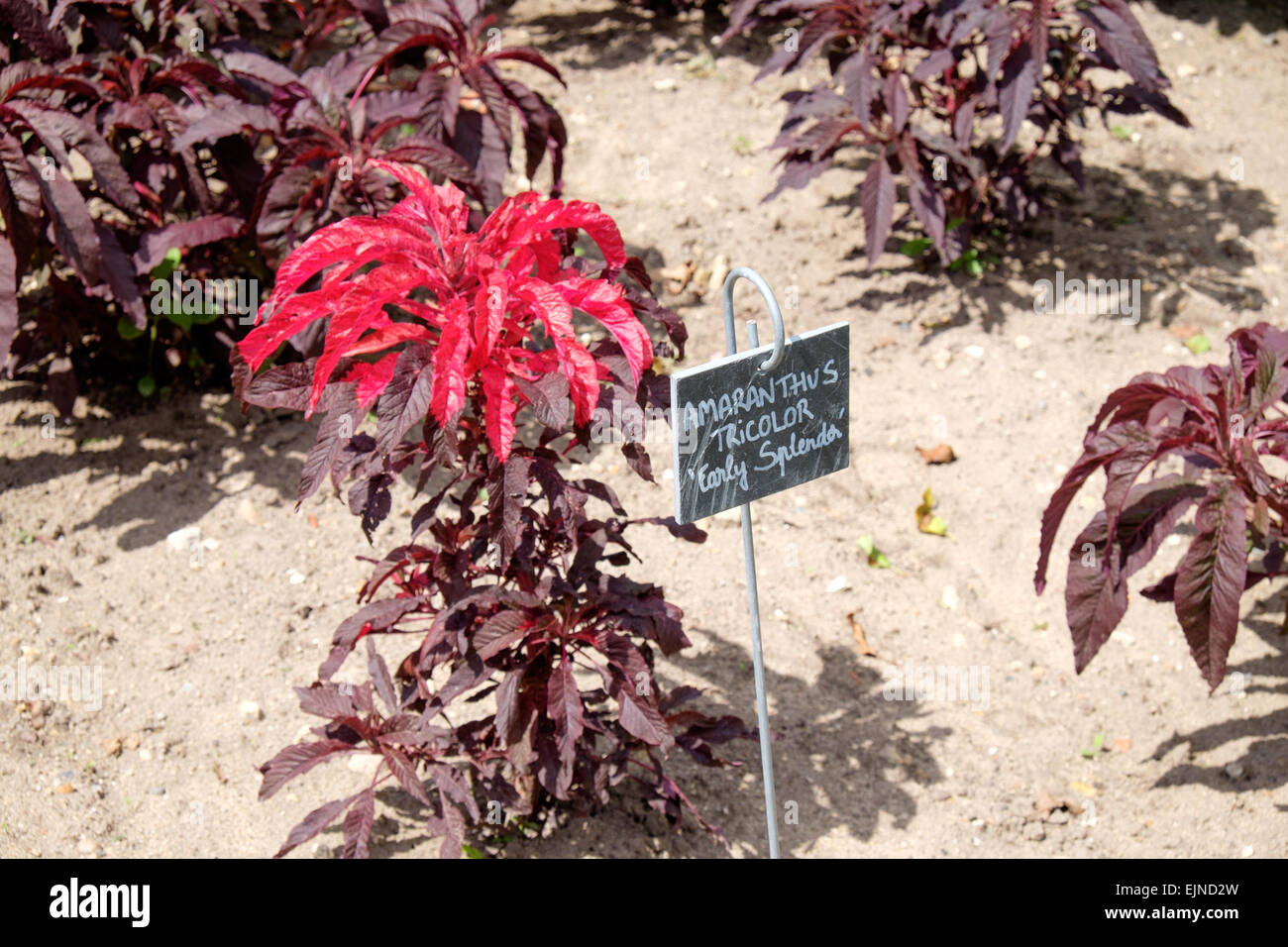 Amaranthus "Tricolor" wächst in Gemüse- und Blumengarten am Chateau de Chenonceau in Indre-et-Loire, Frankreich Stockfoto