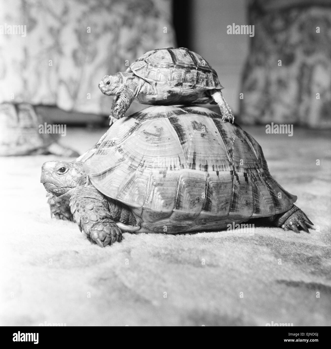 Schildkröten, 16. September 1960. Stockfoto