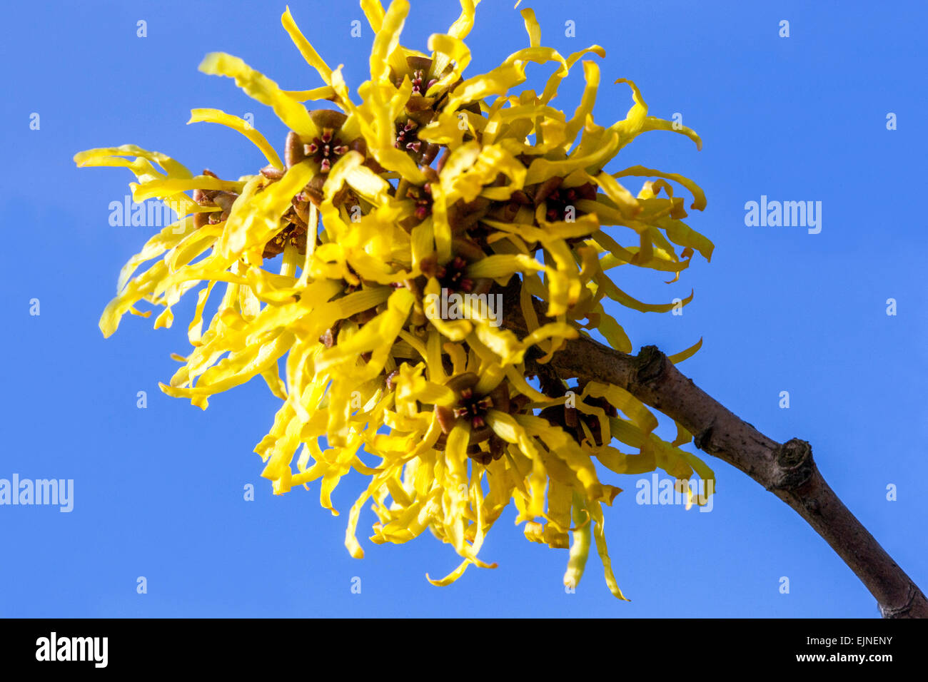 Hexe Hazel, Hamamelis mollis Stockfoto