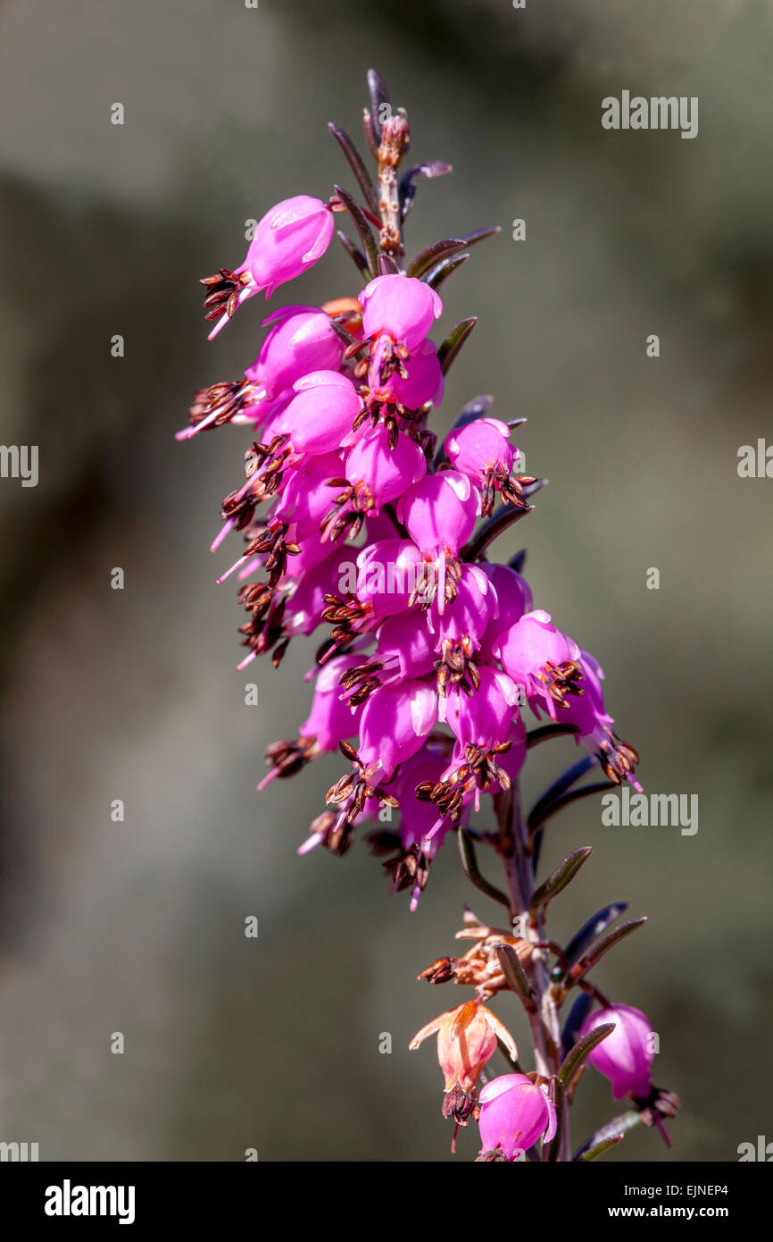 Erica Herbacea "Pirbright Rose" Winter Heide Stockfoto