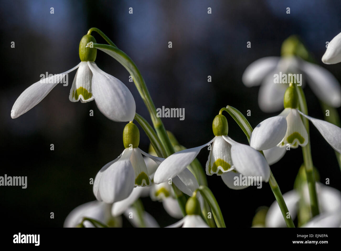 Schneeglöckchen, Galanthus nivalis Nahaufnahme Stockfoto