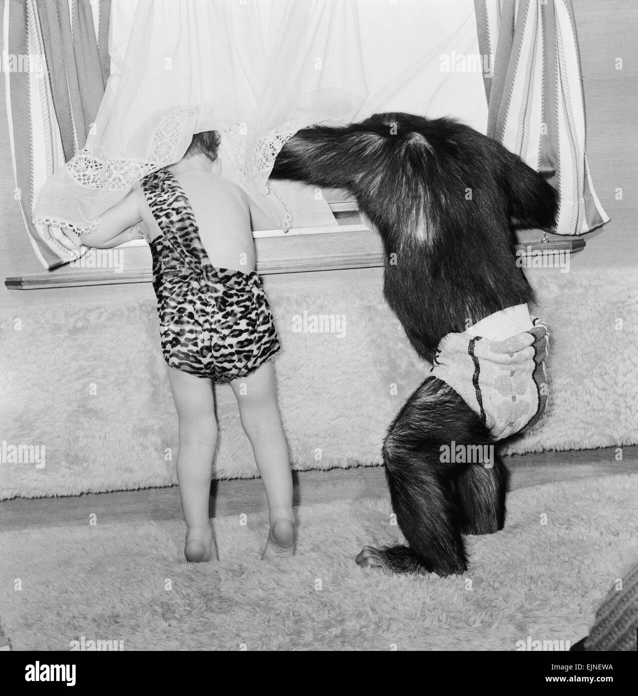 Zwei Jahre alten Francis Foster, Sohn von Frank Foster der Zirkusdirektor Bertrum Mills Circus, Blick durch das Fenster mit zwei Jahre alten Schimpansen Toby, eines der Rudi Lenz-Truppe, die mit dem Zirkus zu reisen. 11. April 1962. Stockfoto