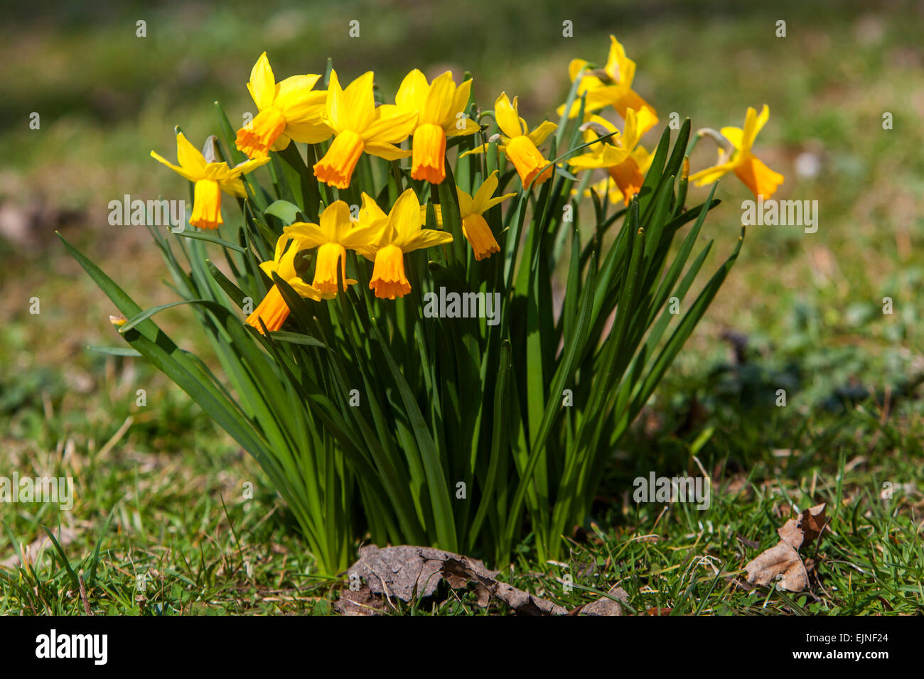 Gelbe Narzissen Gruppe in Wiese Garten Rasen Blumen Narzisse Stockfoto
