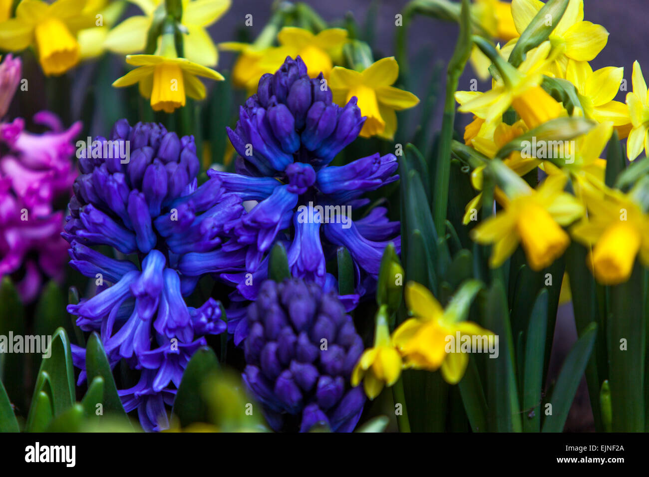 Hyazinthen, Narzissen Blumen Stockfoto