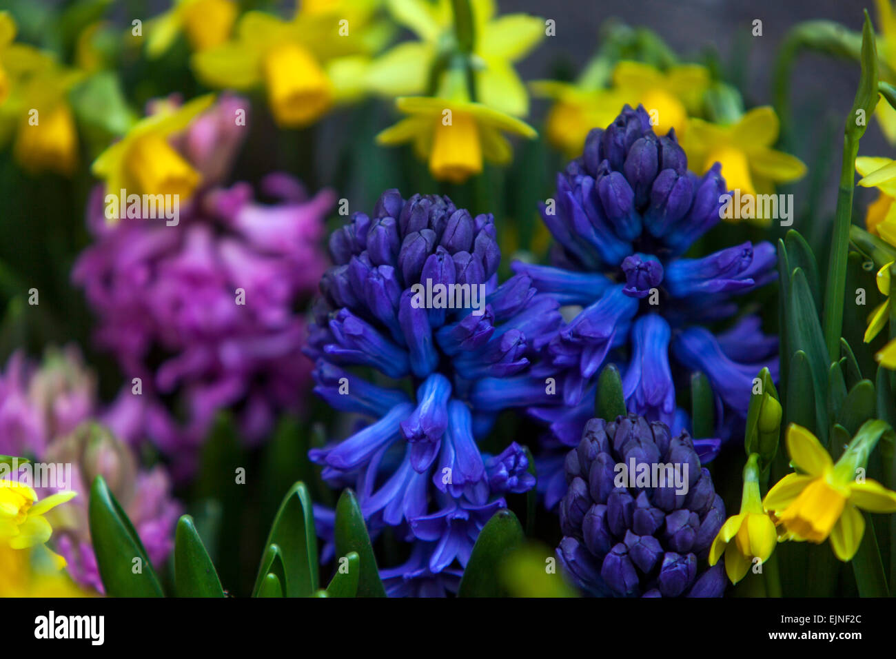 Hyazinthen, Narzissen Frühling Blumen Stockfoto