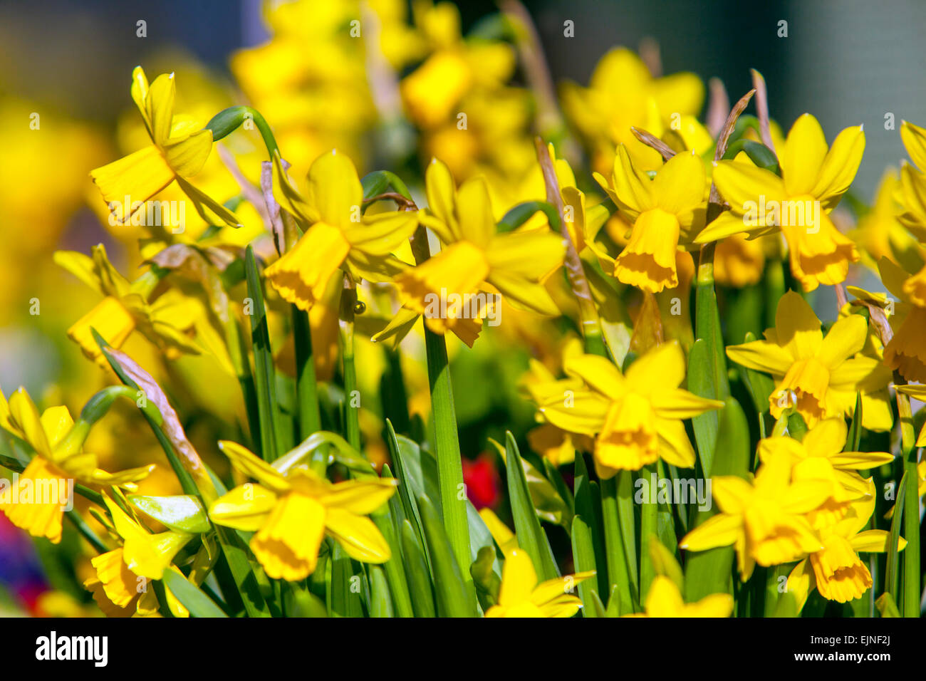 Frühlingsgartenblumen Narzissen Blüten gelb Narzissen blühen Stockfoto