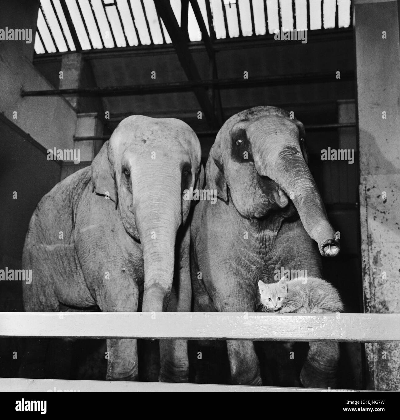 Anspannung das Kätzchen lebt im Belle Vue Zoo in Manchester, trifft Moti und Kali die beiden jungen Elefanten bei seinem Rundgang im Zoo. 13. April 1962. Stockfoto