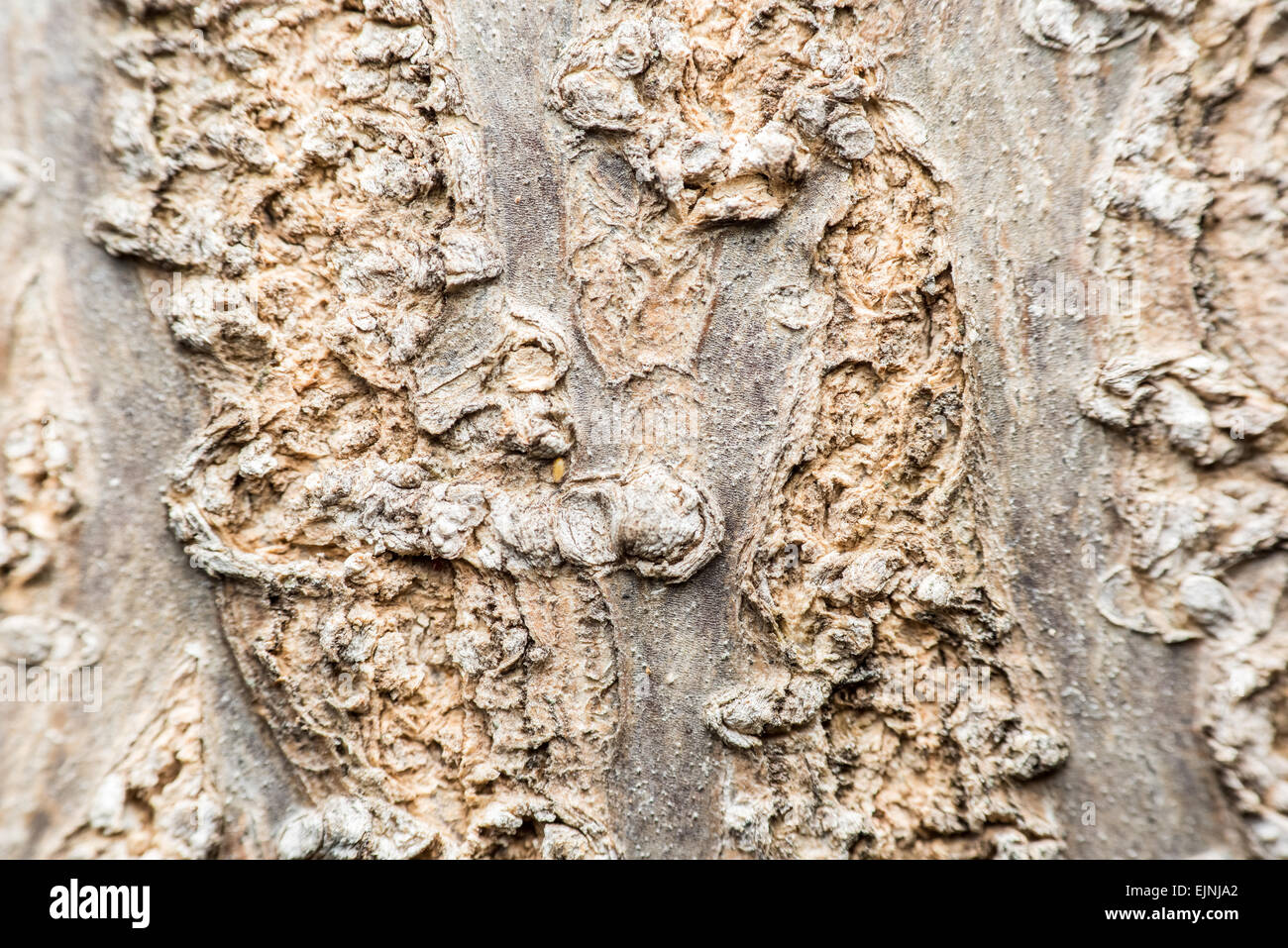 Makro rinde textur -Fotos und -Bildmaterial in hoher Auflösung – Alamy