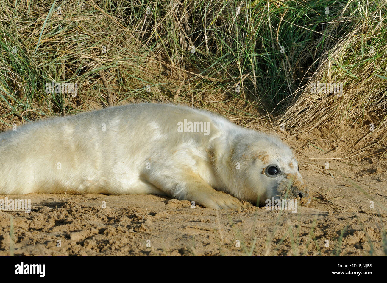 Atlantische Kegelrobben - Halichoerus Grypus Young pup in Dünen Stockfoto