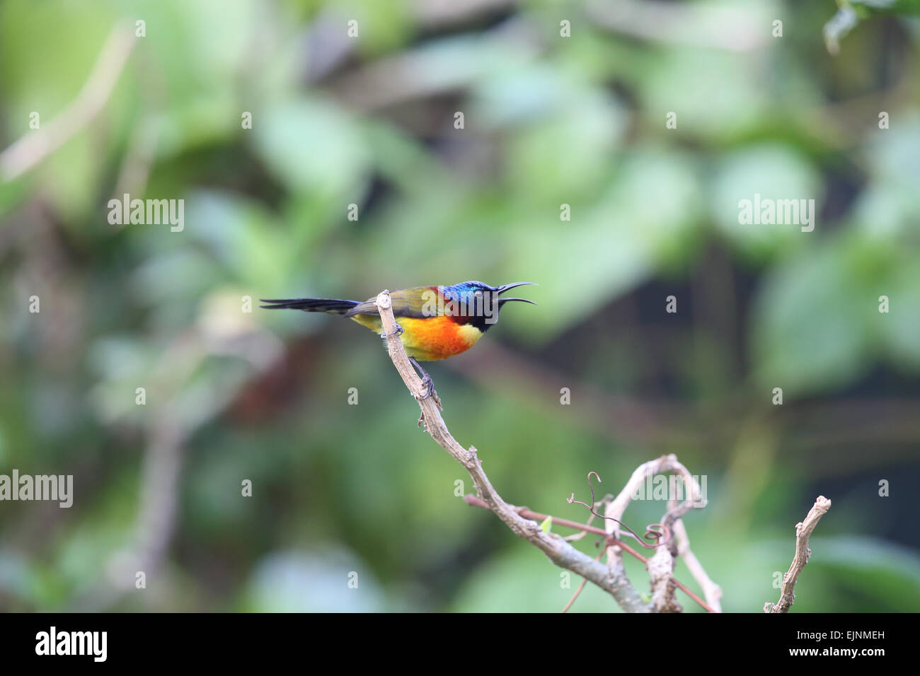 Bunter Vogel auf einem Baum Stockfoto