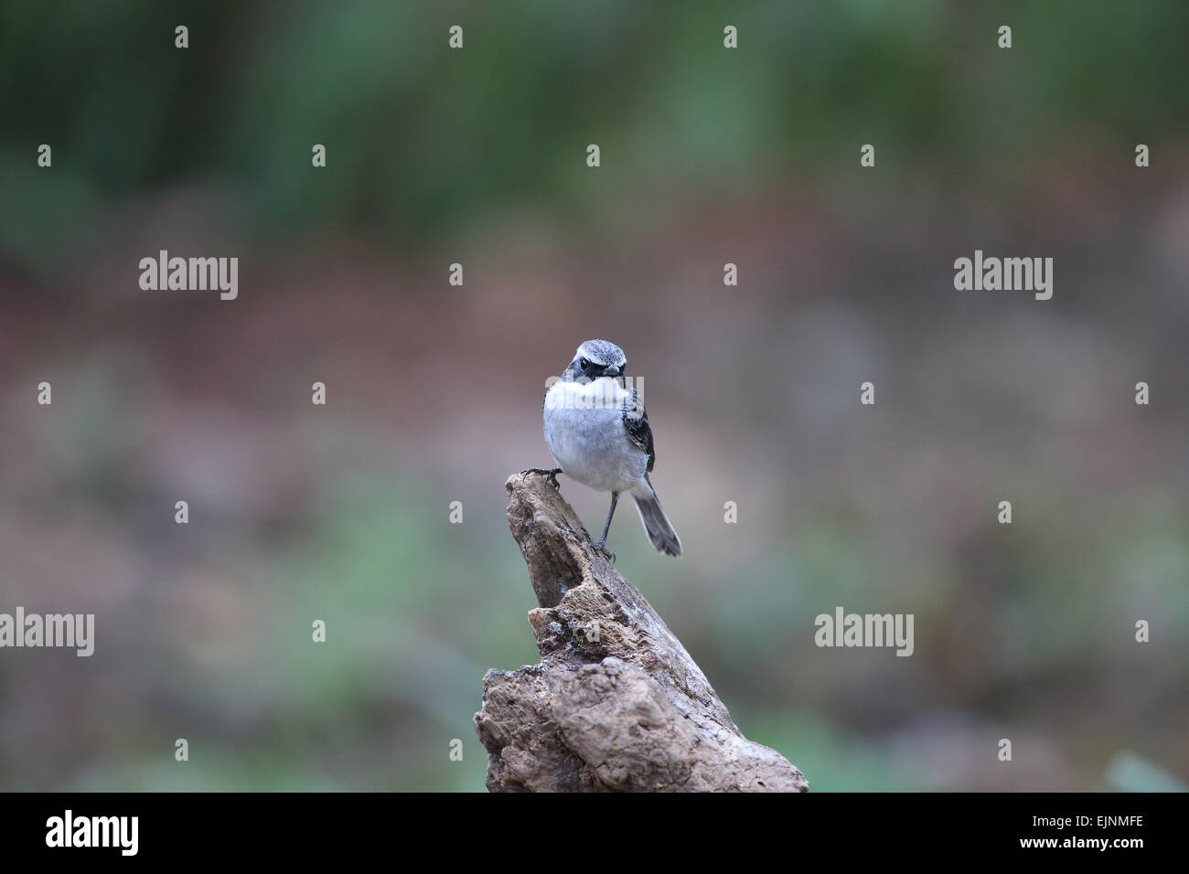 Fliegenfänger Stockfoto