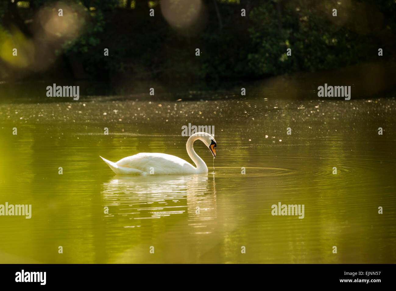 Schwan in einem teich Fotos und Bildmaterial in hoher Auflösung Alamy