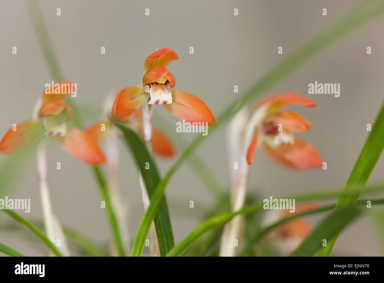 Orchidee Stockfoto