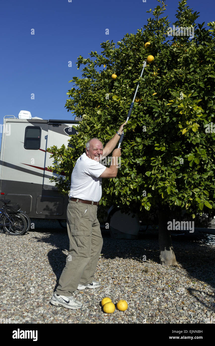 Lächelnde senior männlich mit Pol Grapefruit von einem Baum zu sammeln Stockfoto