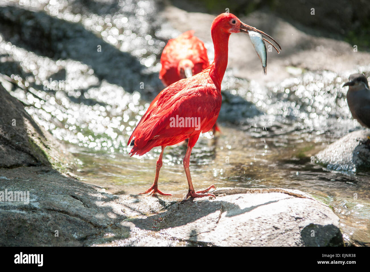 Eine scharlachrote Ibis, nachdem ein Fisch gefangen Stockfoto