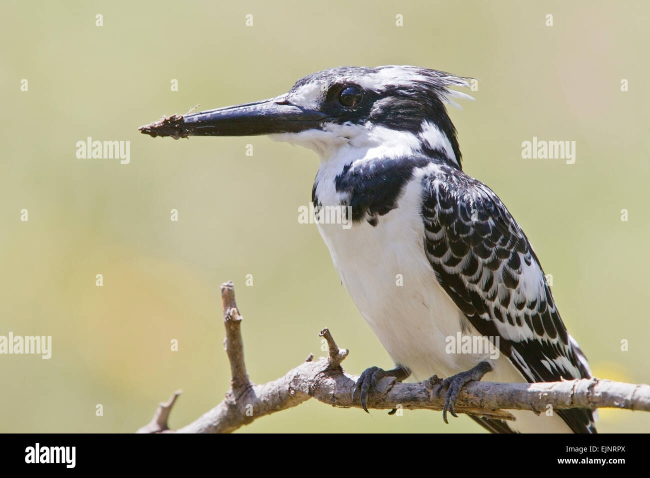 Afrikanische Pied Kingfisher (Ceryle Rudis) Erwachsenen thront auf Zweig, Kenia, Afrika Stockfoto