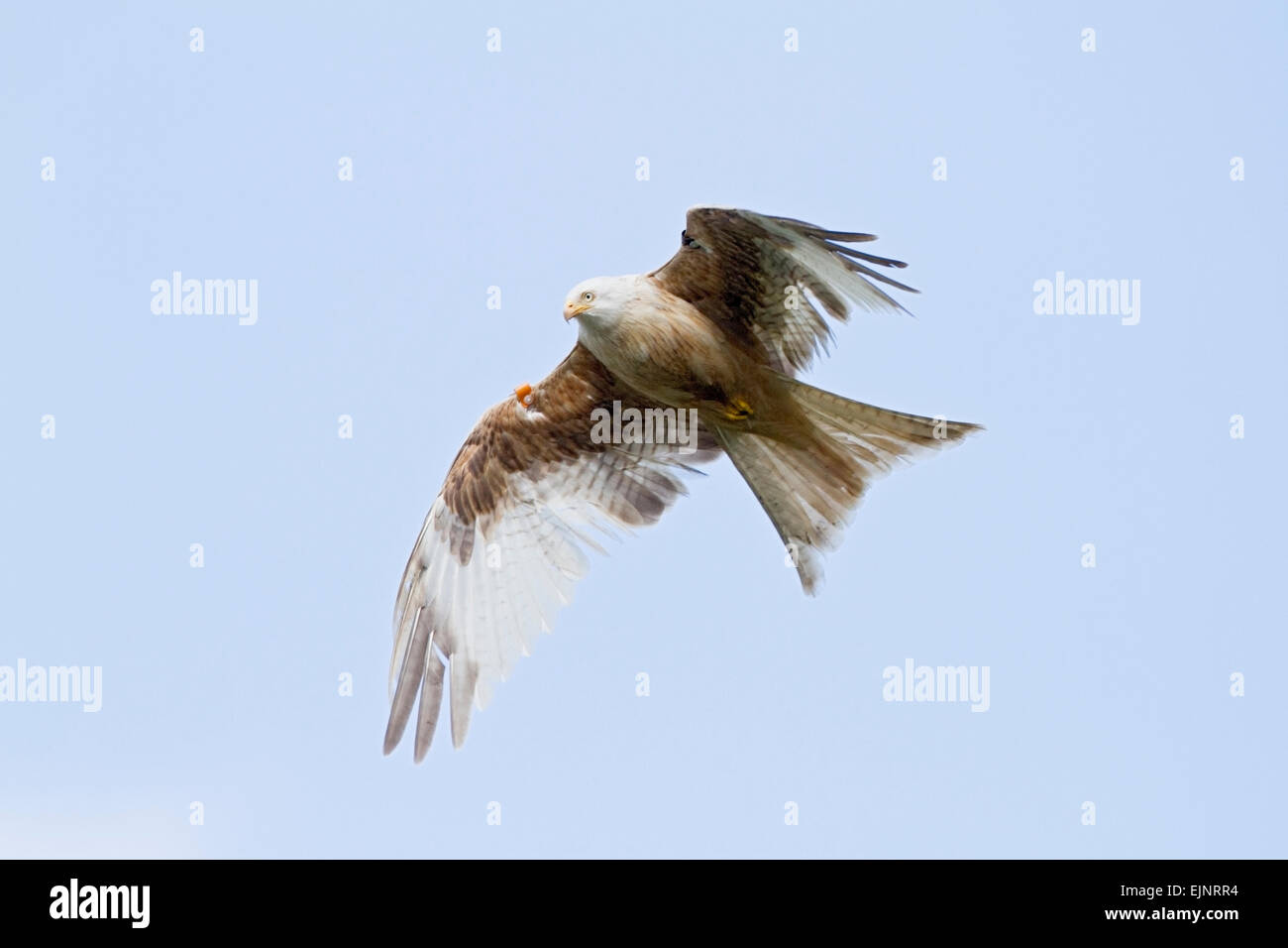 Rotmilan (Milvus Milvus) Erwachsene teilweise Albino fliegen gegen blauen Himmel, Wales, Vereinigtes Königreich Stockfoto