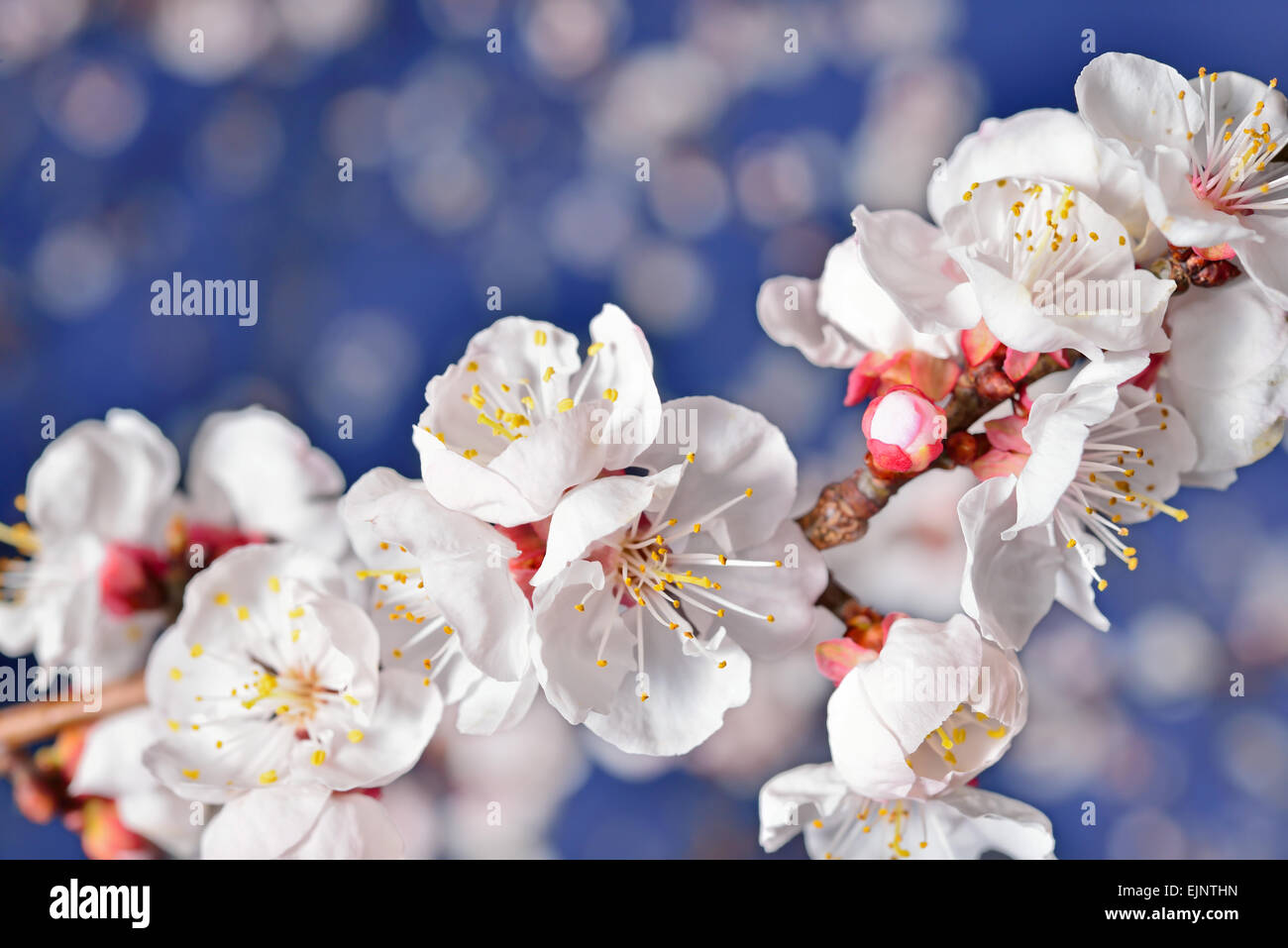 Spring Blossom. Aprikose Blüten Nahaufnahme Stockfoto