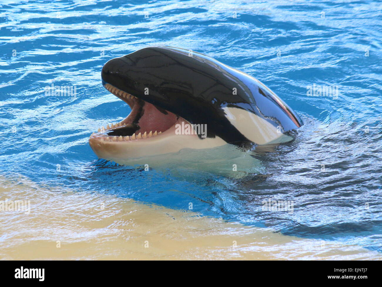 Orca-Wale auf Teneriffa Loro Orca Show, Mund weit offen durchführen Stockfoto