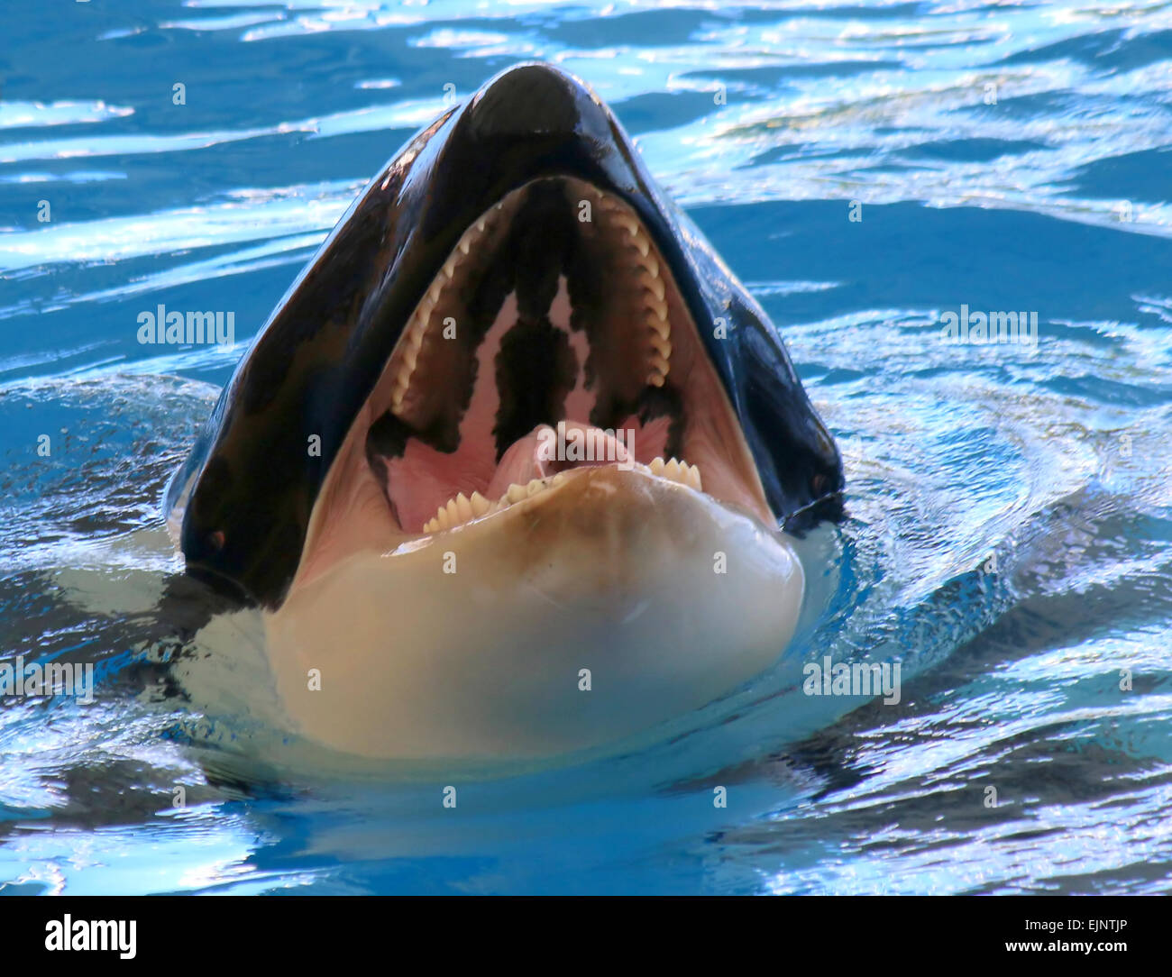 Belag, Orca Wal, weit offenem Mund, Zähne zeigen Stockfoto