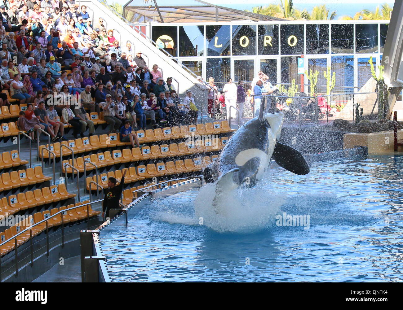 Orca Wale Morgan springen hoch aus dem Wasser auf Teneriffa Loro Orca Show, Publikum jubeln Stockfoto