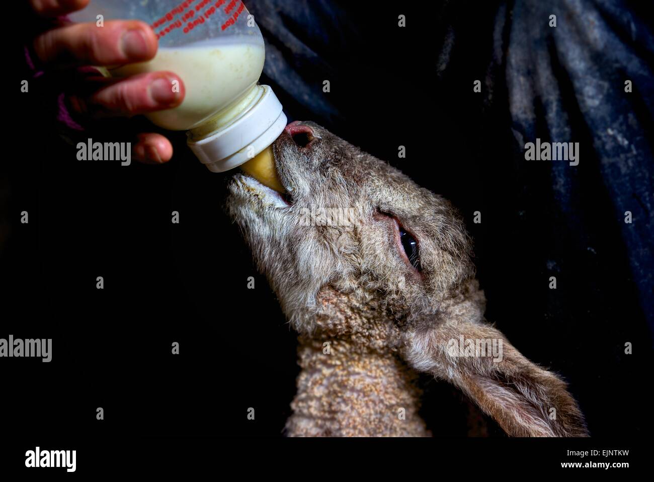 Ein scharf gerenderten verwaiste Lamm, Neugeborenes, Wiederherstellung mit einer Flasche Feed warme Milch vom Bauernhof-Küche. Dunklen Hintergrund. Stockfoto