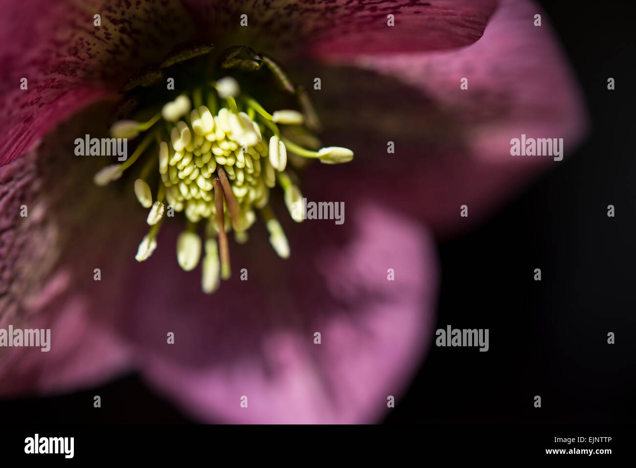 Tief rosa/rot Helleborus Orientalis mit gefleckten Blütenblättern. Natürliches Licht und einem dunklen Hintergrund. Stockfoto