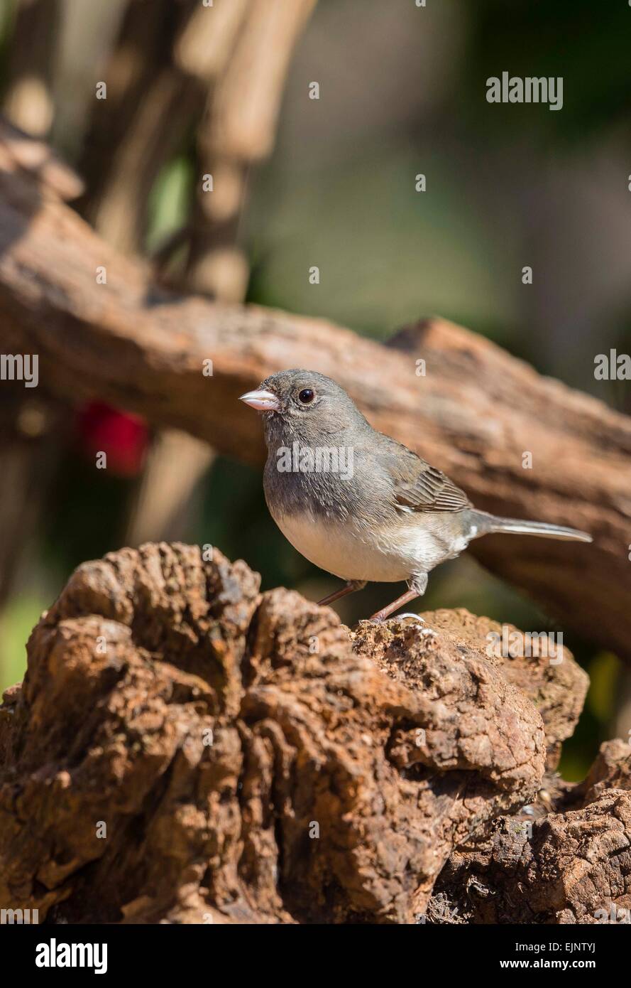 Dunkel-gemustertes Junco Stockfoto