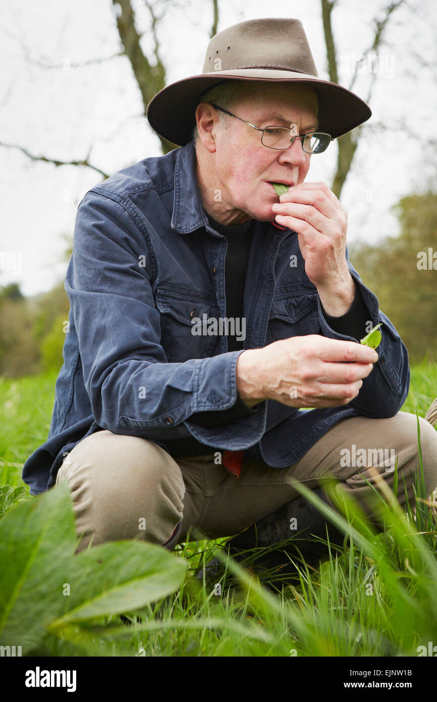 Ein Sammler Verkostung ein frisches Blatt oder eine Pflanze. Stockfoto