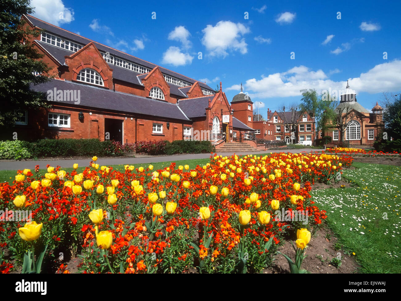 Gelbe Tulpen und rote Wandblumen vor dem Charnwood Museum Queens Park Loughborough Leicestershire England Großbritannien GB Europa Stockfoto