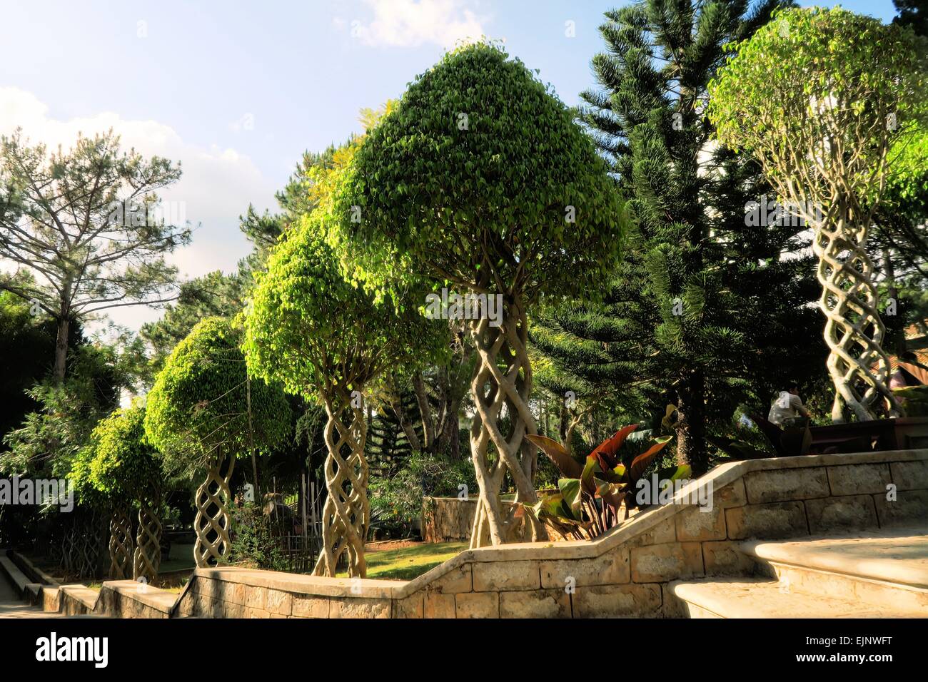 Bäume mit Ästen verflochten als Helix im Garten Stockfotografie Alamy