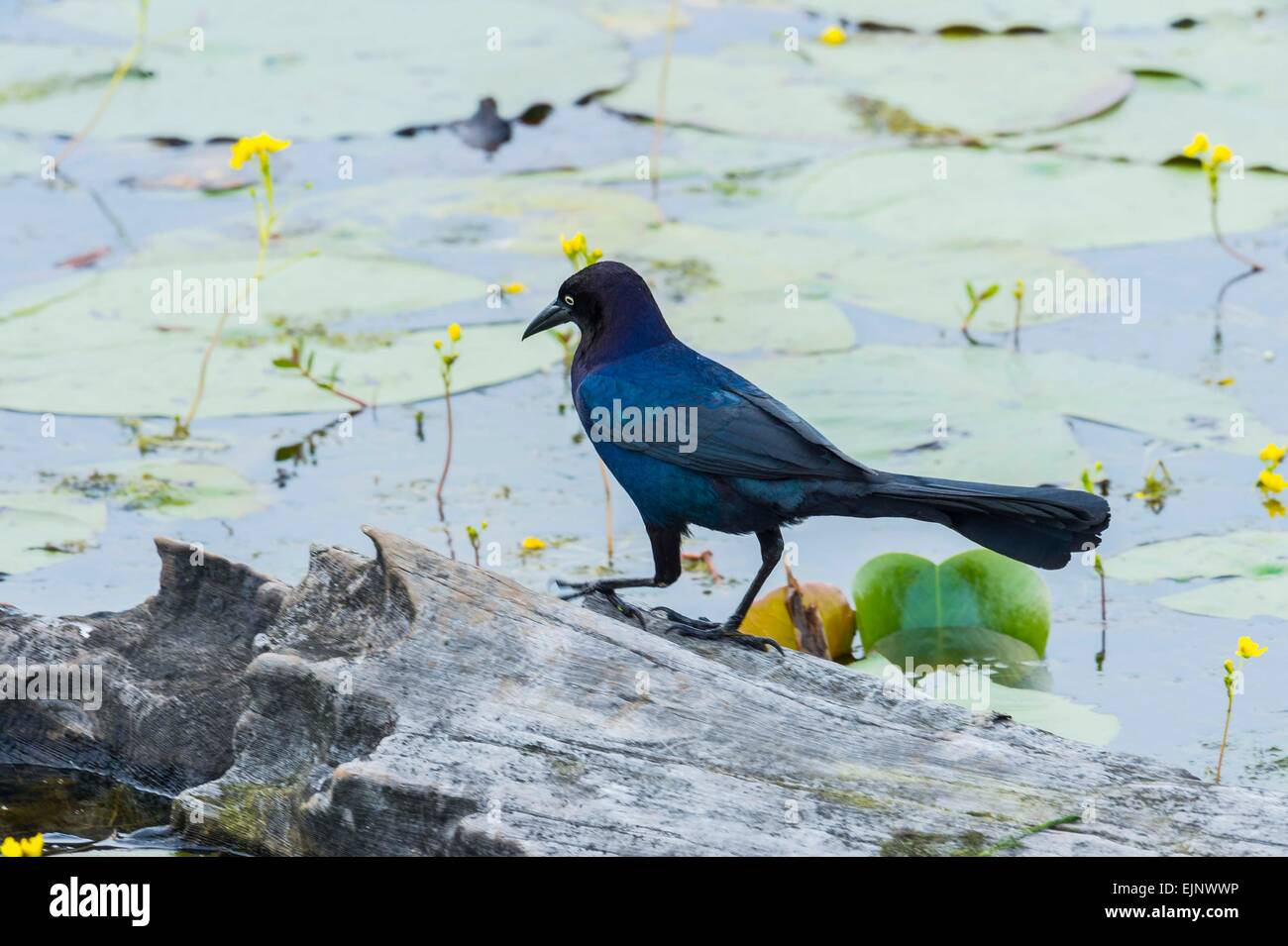 Boot-angebundene Grackle Stockfoto