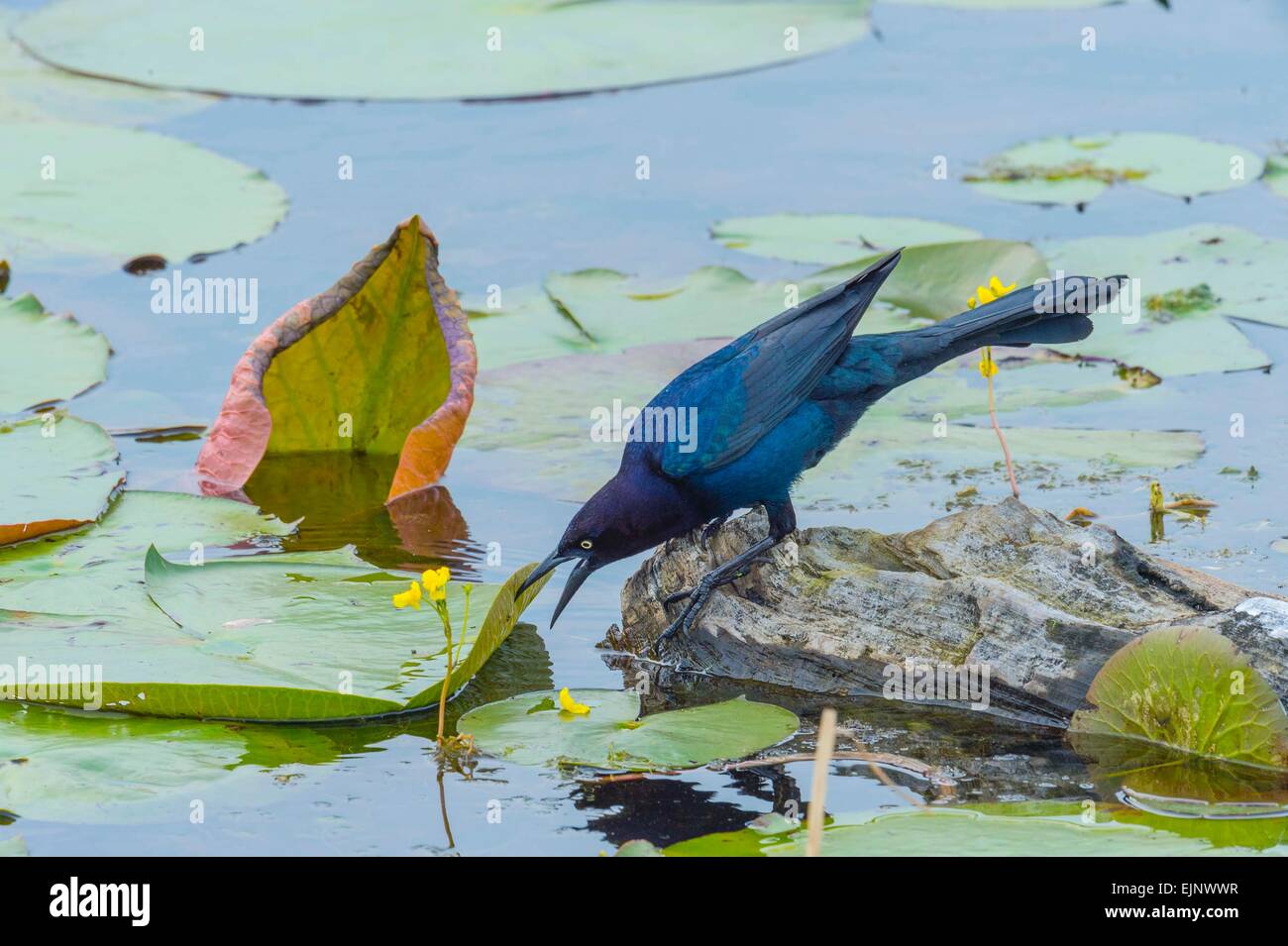 Boot-angebundene Grackle Stockfoto
