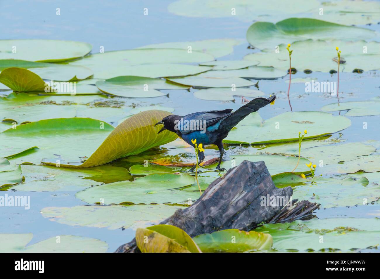 Boot-angebundene Grackle Stockfoto