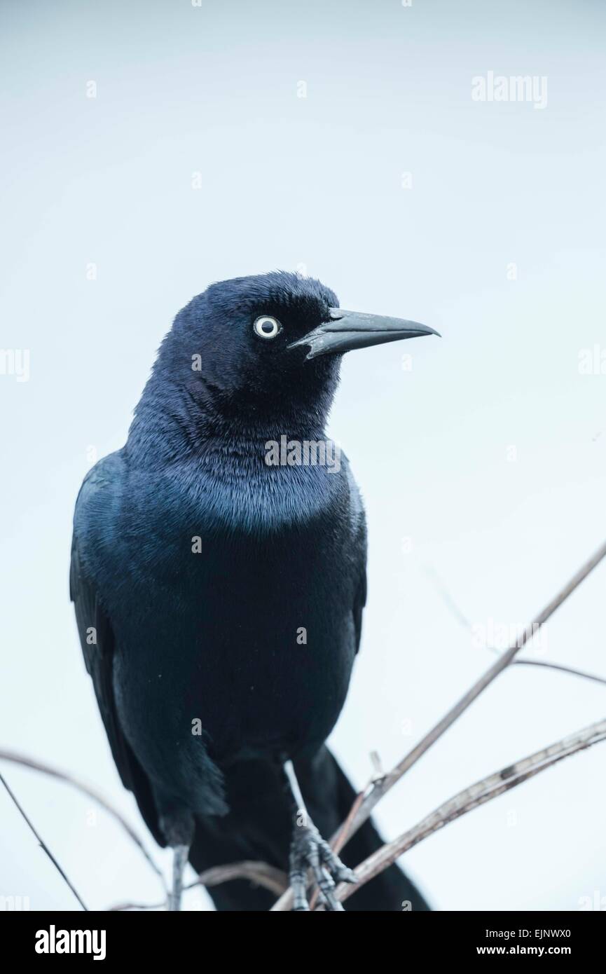 Boot-angebundene Grackle Stockfoto