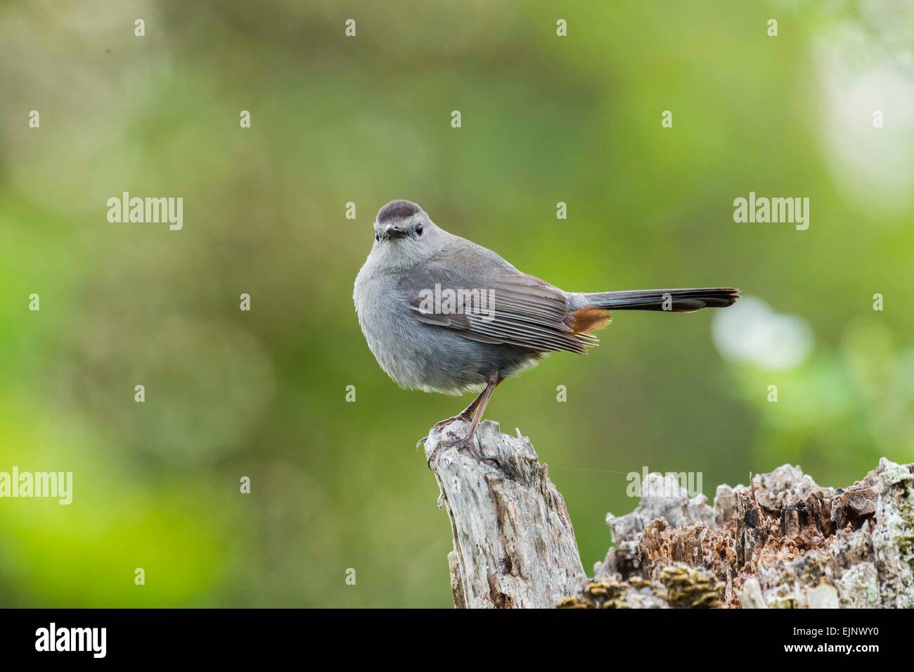 Graues Catbird Stockfoto