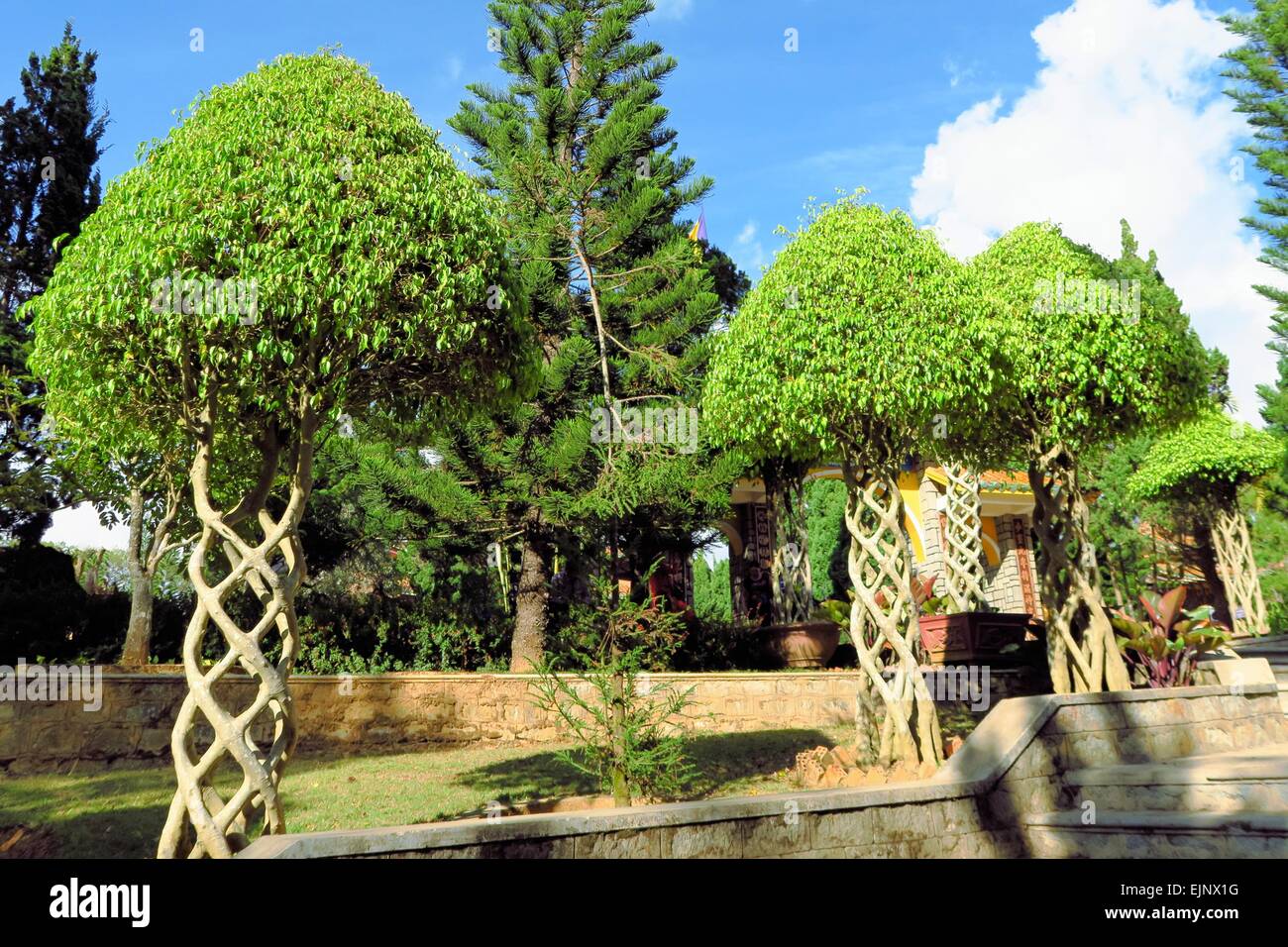 Bäume mit Ästen verflochten als Helix im Garten Stockfoto