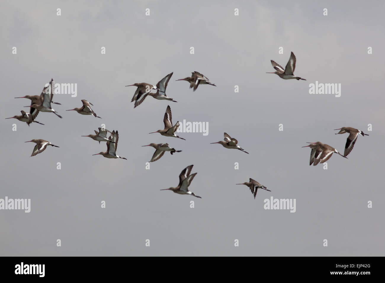 Uferschnepfen (Limosa Limosa). Überwinterung in Ghana. Sukomono Laguna. Dezember. Stockfoto
