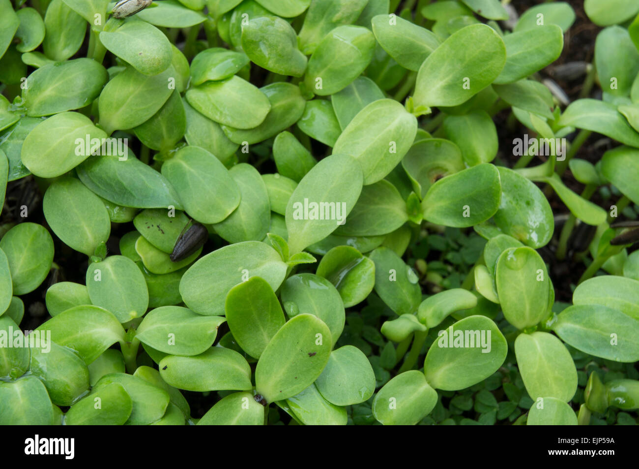 Sonnenblumen Pflanze junge Salat Samen gesunden Ernährung Stockfoto