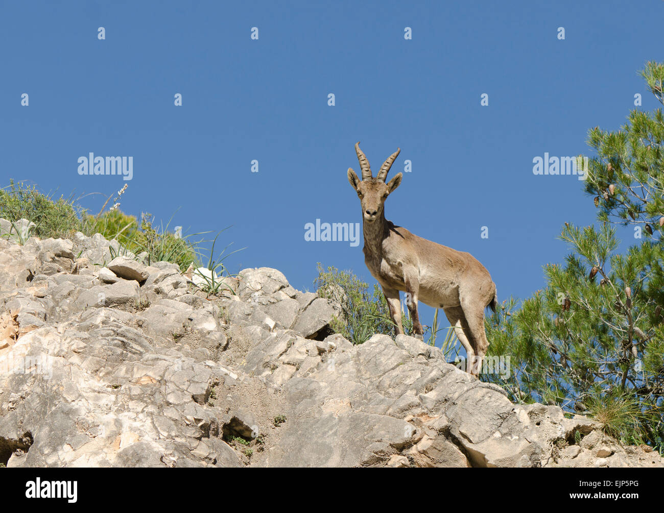 Eine juvenile iberische Steinbock, spanischer Steinbock, spanische wilde Ziege oder iberischen Wildziege (Capra Pyrenaica). Andalusien, Spanien. Stockfoto