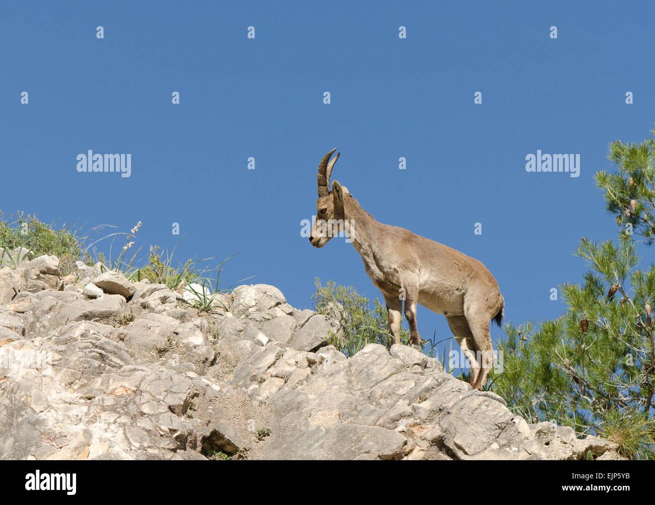 Eine juvenile iberische Steinbock, spanischer Steinbock, spanische wilde Ziege oder iberischen Wildziege (Capra Pyrenaica). Andalusien, Spanien. Stockfoto