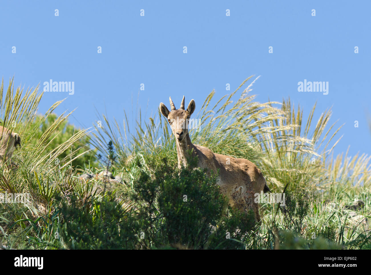 Eine juvenile iberische Steinbock, spanischer Steinbock, spanische wilde Ziege oder iberischen Wildziege (Capra Pyrenaica). Andalusien, Spanien. Stockfoto