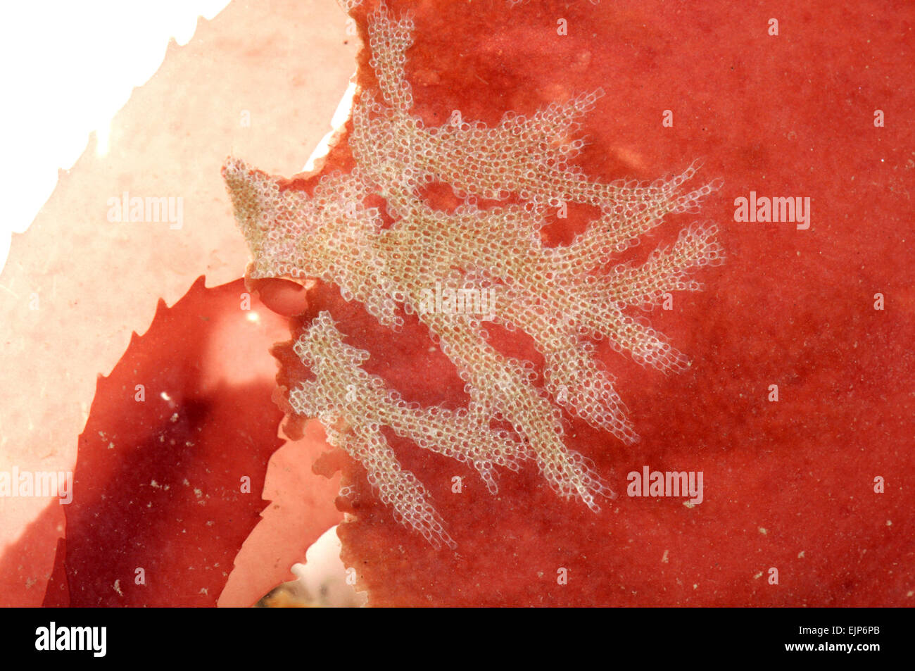 Electra pilosa Fotos und Bildmaterial in hoher Auflösung Alamy