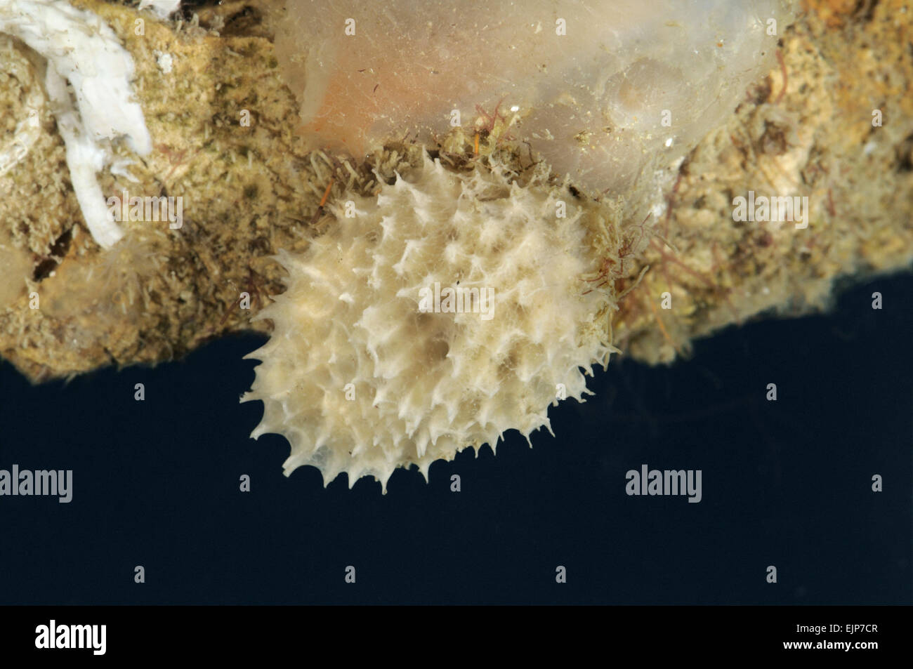 Dysidea fragilis Fotos und Bildmaterial in hoher Auflösung Alamy